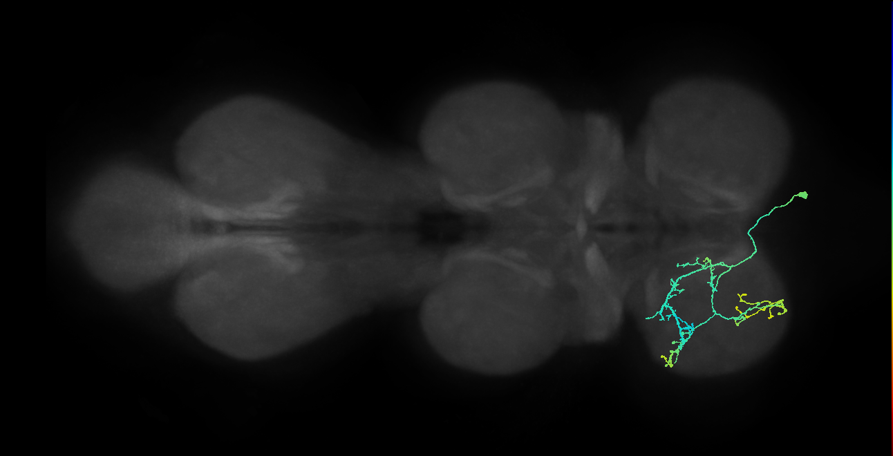 IN14A003_T1_R (MANC:103611)