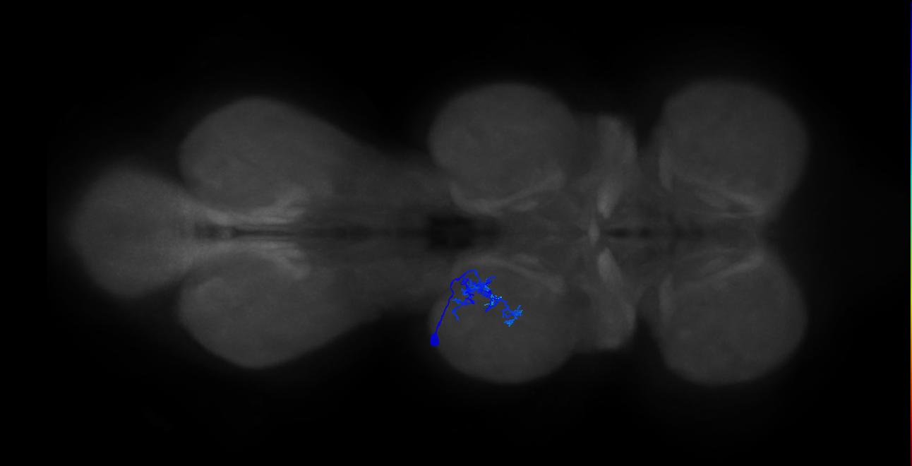 IN01B005_T2_L (MANC:103629)