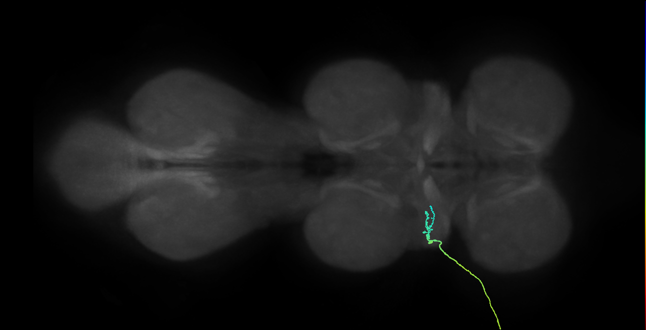 SNta05_ADMN_L (MANC:104306)