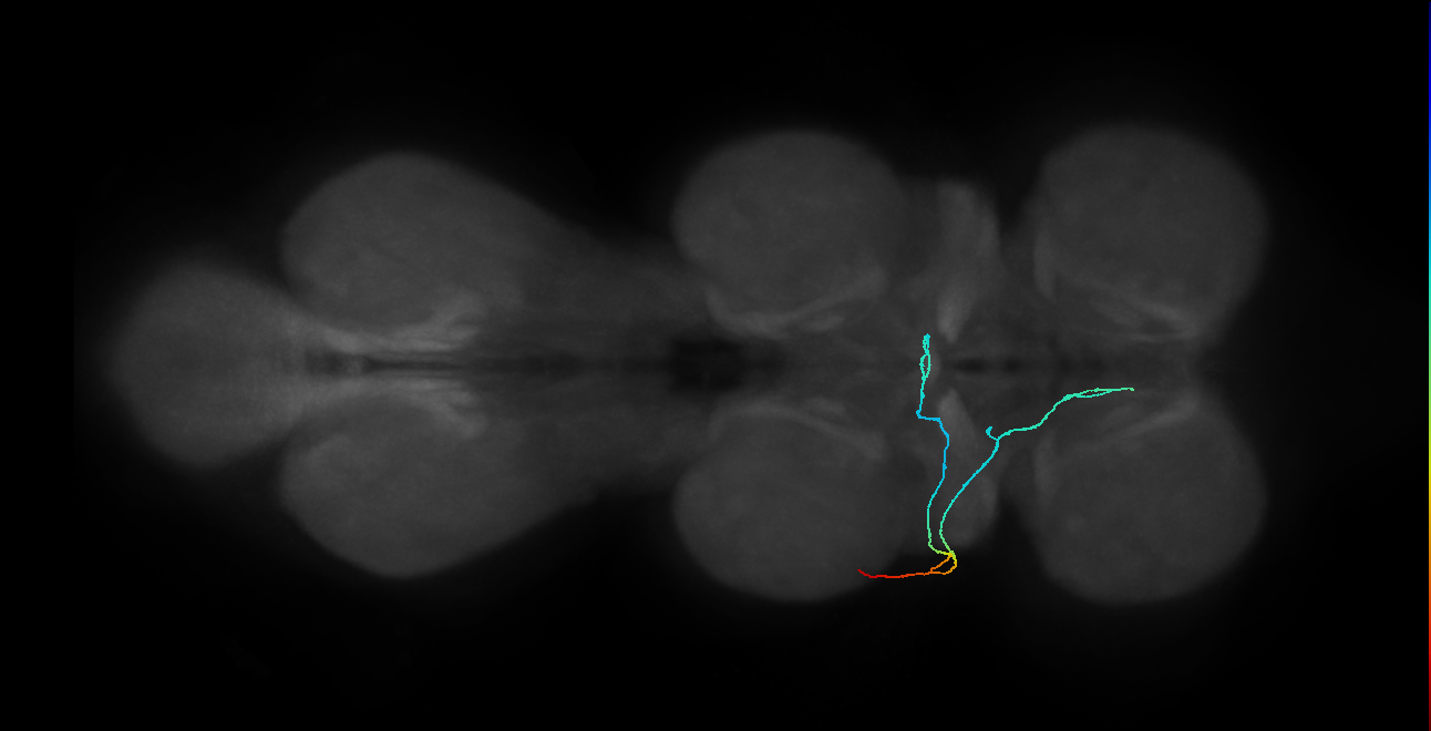 SNta10_PDMN_L (MANC:104352)