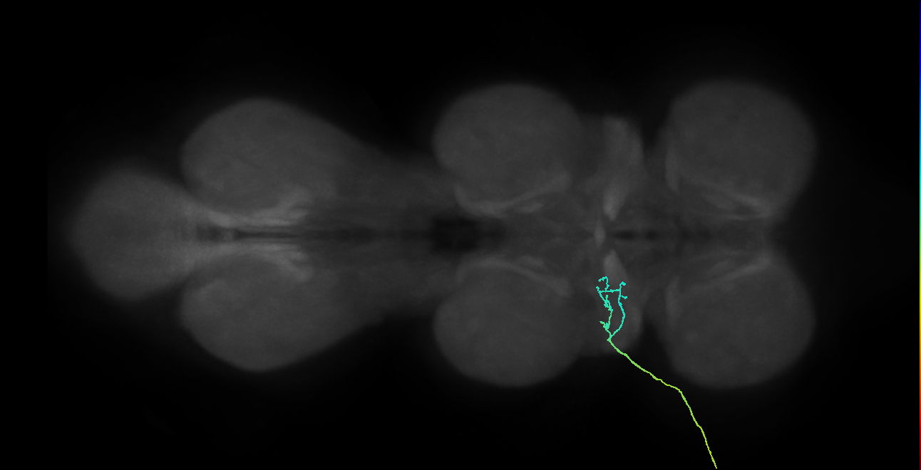 SNta04_ADMN_L (MANC:104355)