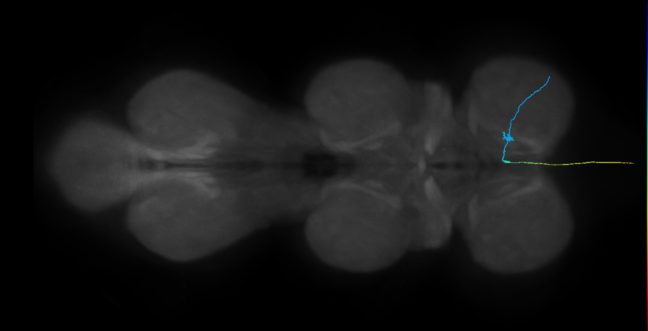 SAchxx_ProLN_R (MANC:53613193093)