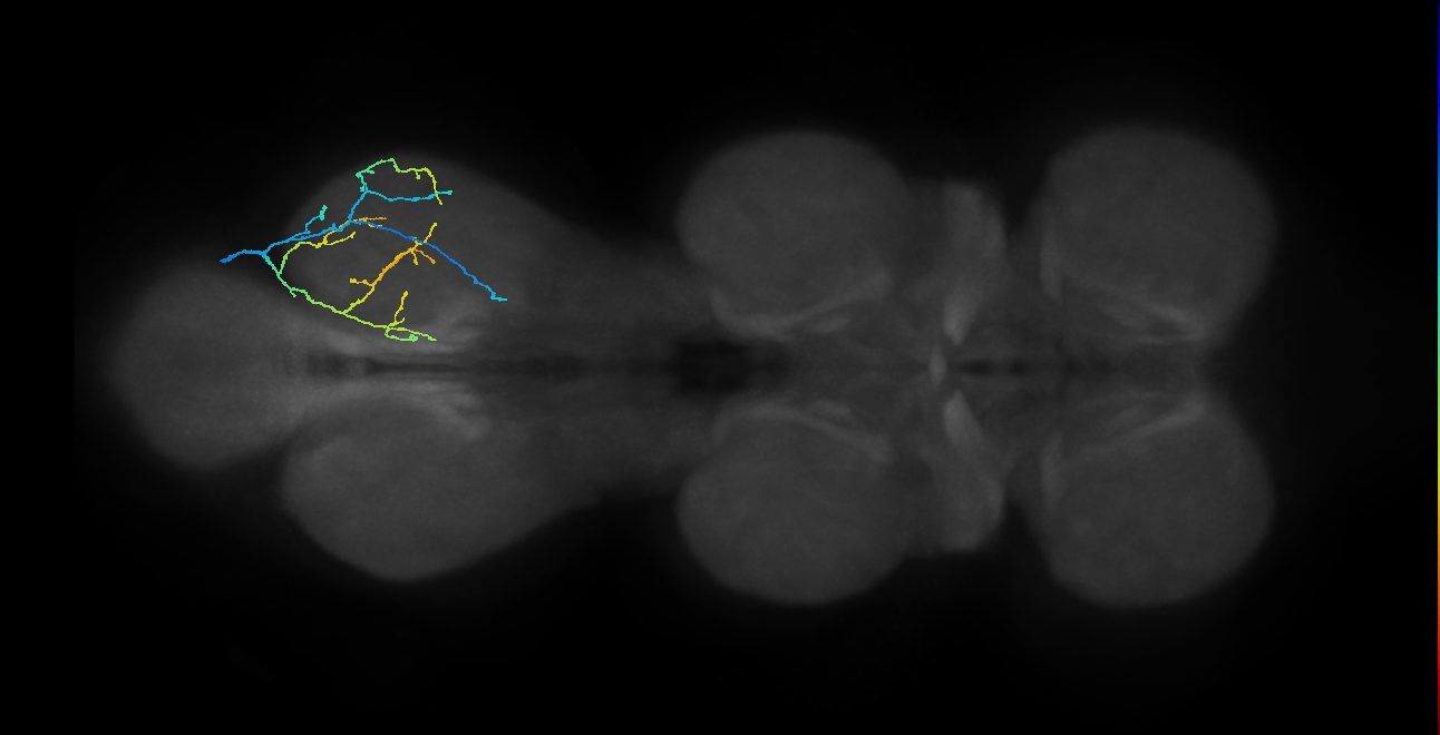 SNppxx_MetaLN_R (MANC:110349)