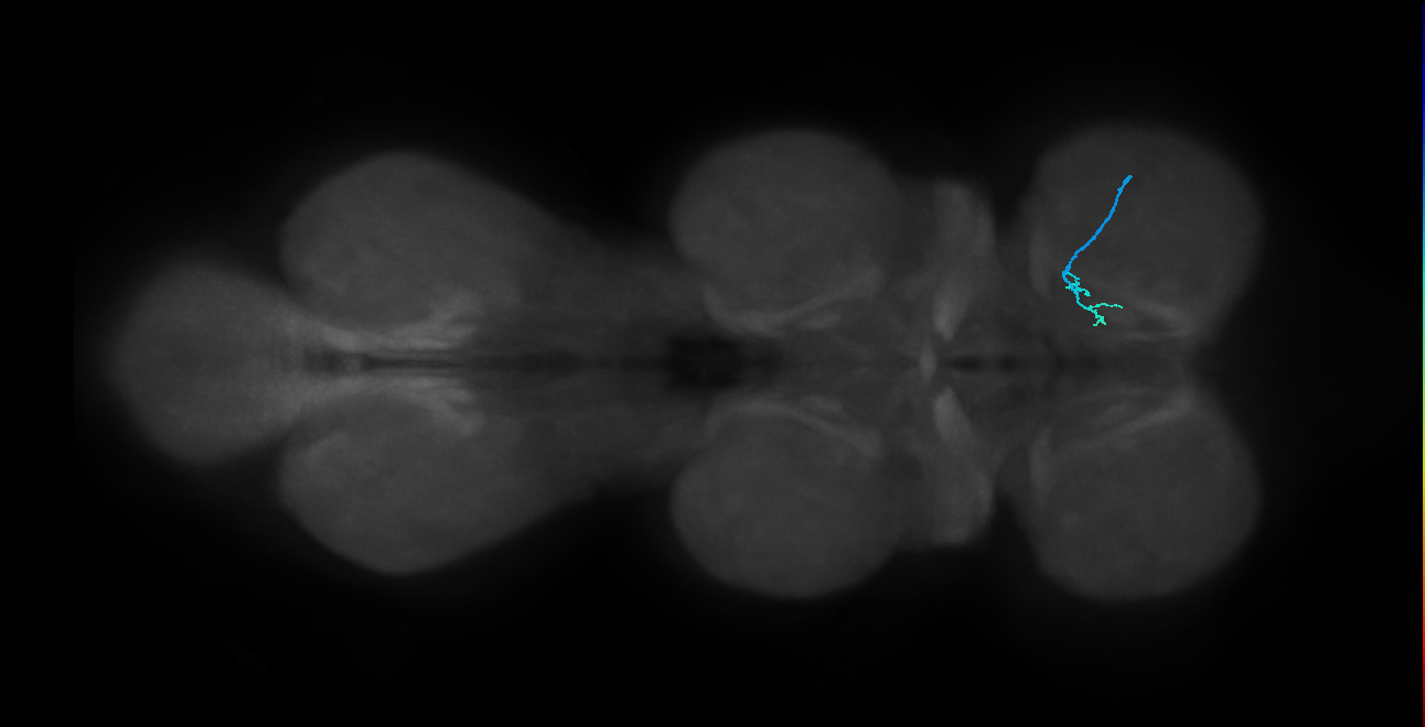 SNch08_ProLN_R (MANC:140270)