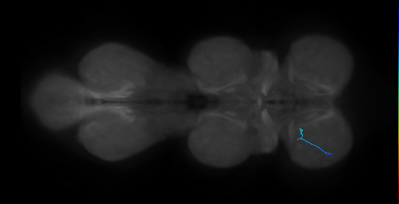 SNtaxx_ProLN_L (MANC:140565)