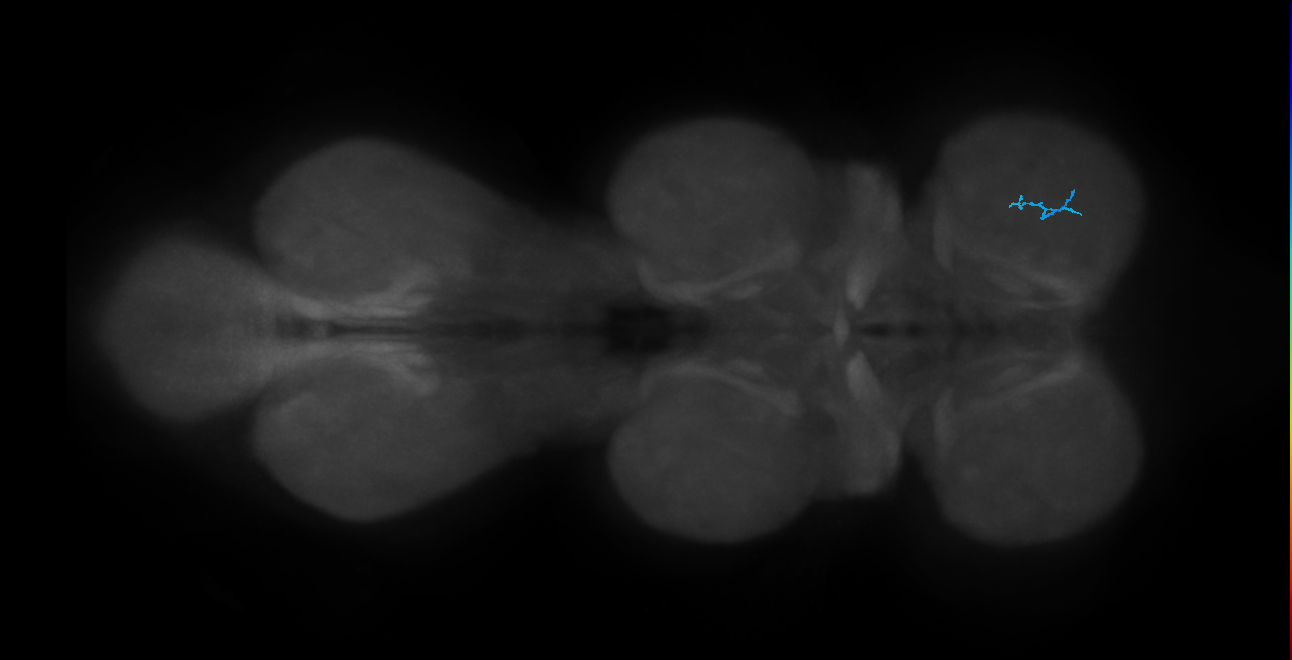 SNta21_ProLN_R (MANC:142942)