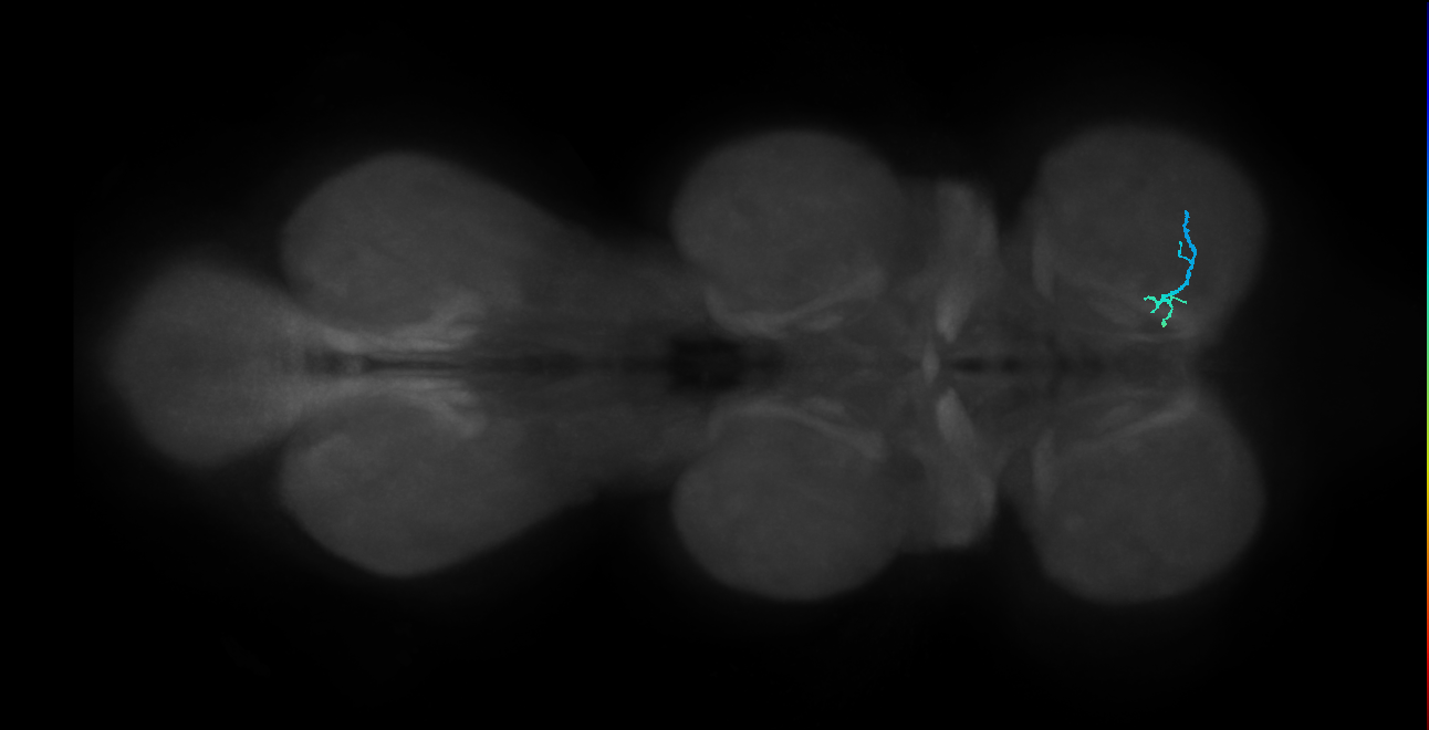 SNta24_ProLN_R (MANC:145518)