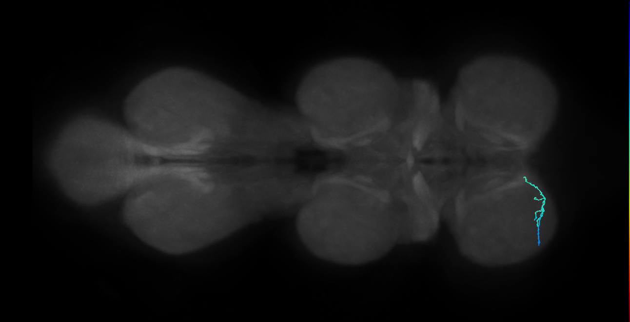 SNta19_ProLN_L (MANC:149498)