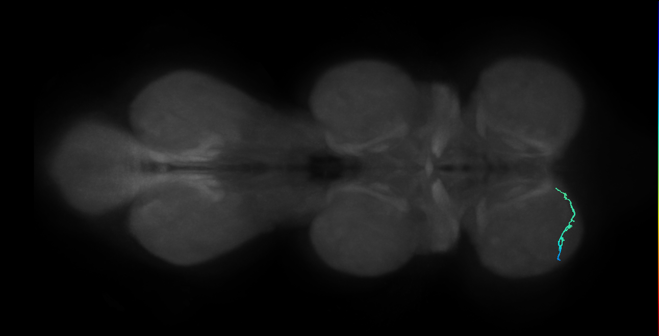 SNtaxx_ProLN_L (MANC:150224)