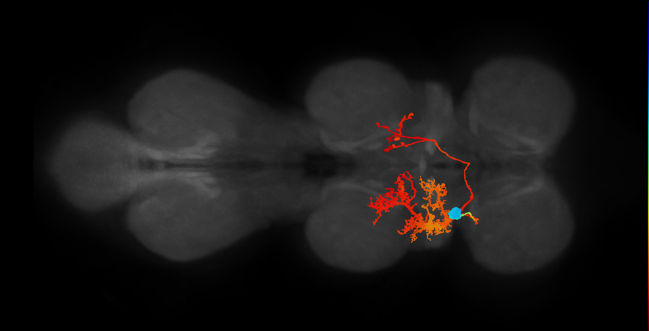 IN06A003_T1_L (MANC:152257)