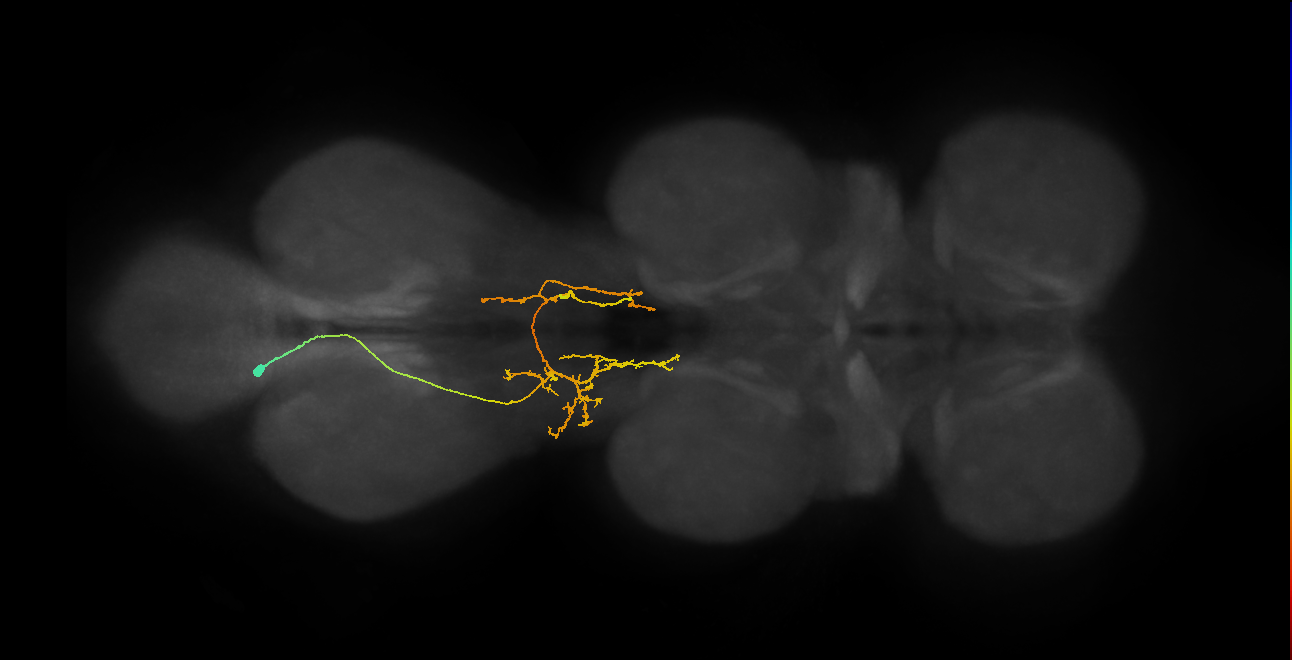 IN06A087_T3_L (MANC:152356)