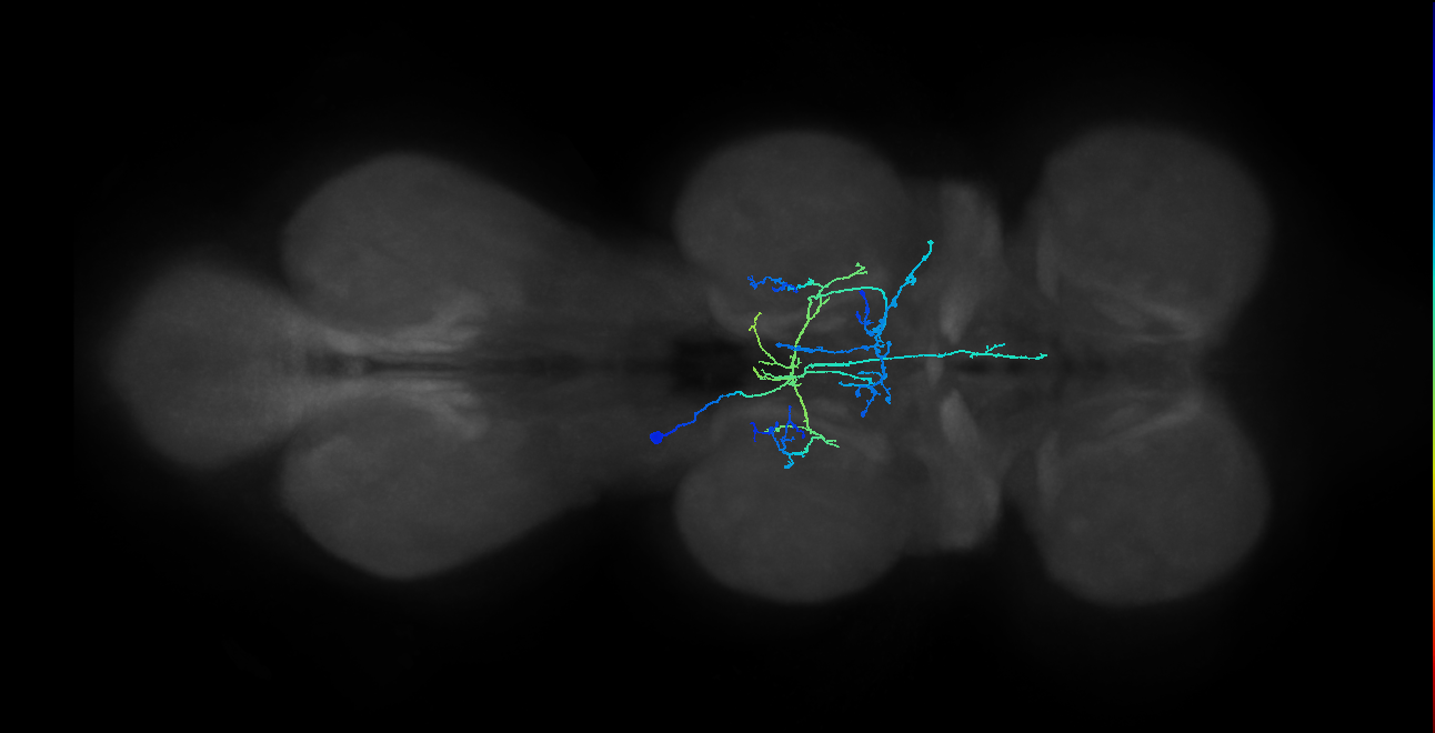 IN12B022_T2_L (MANC:152574)