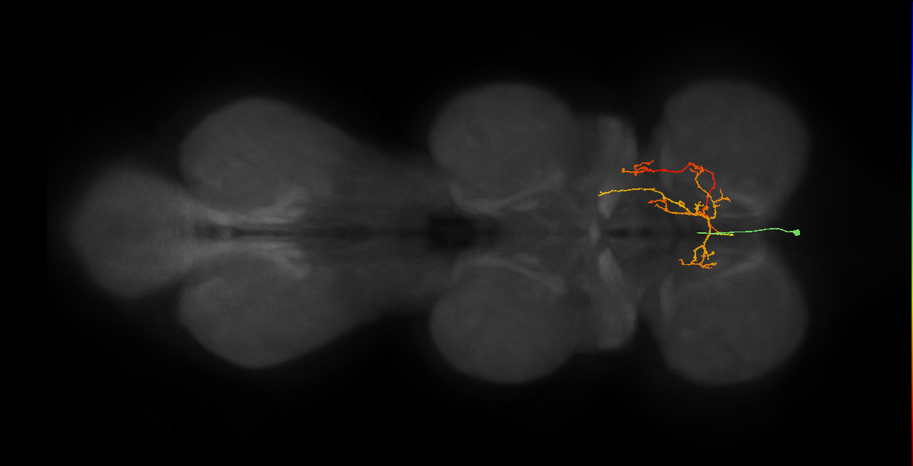 IN02A039_T1_R (MANC:152579)