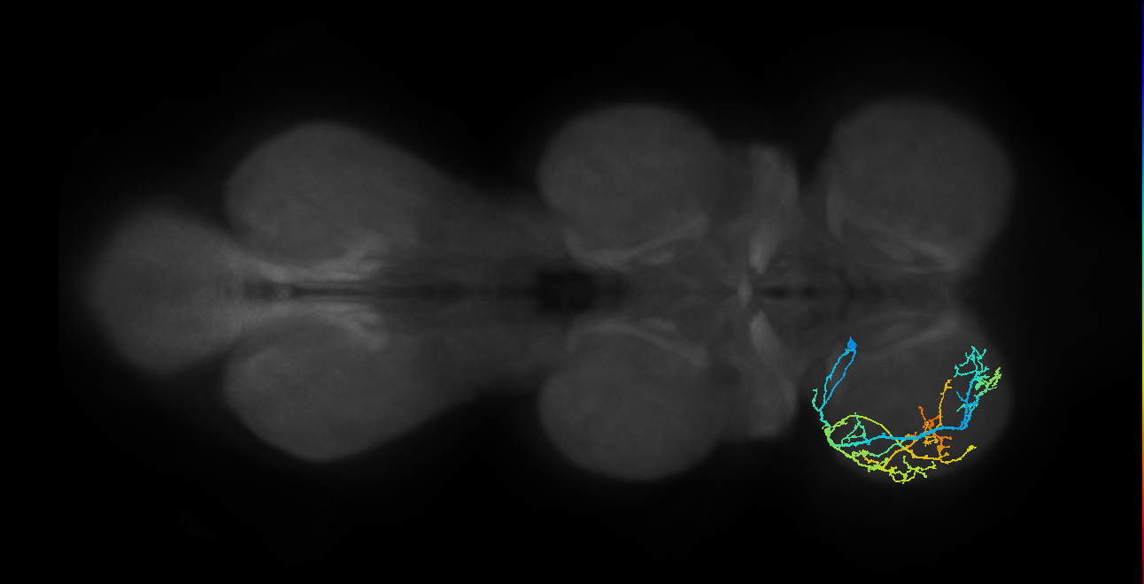 IN04B023_T1_L (MANC:152655)