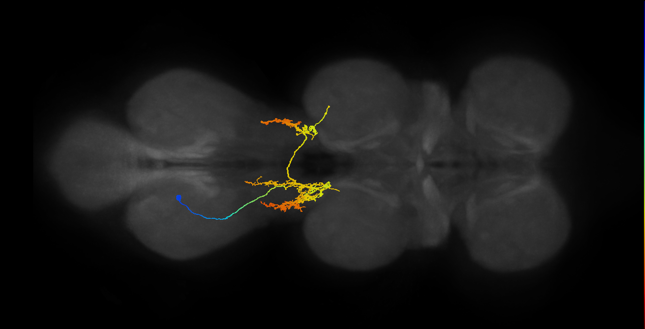 IN07B058_T3_L (MANC:152710)