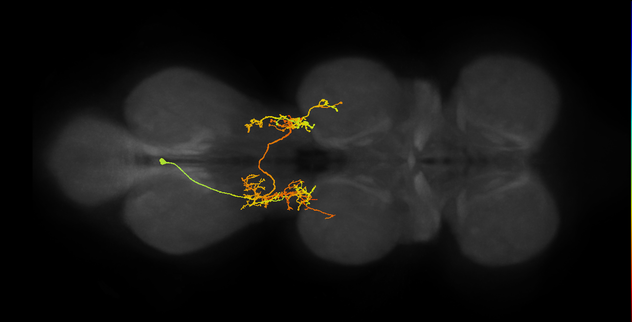 IN06A029_T3_L (MANC:152771)