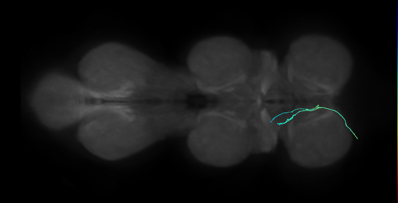 SNpp46_DProN_L (MANC:152806)