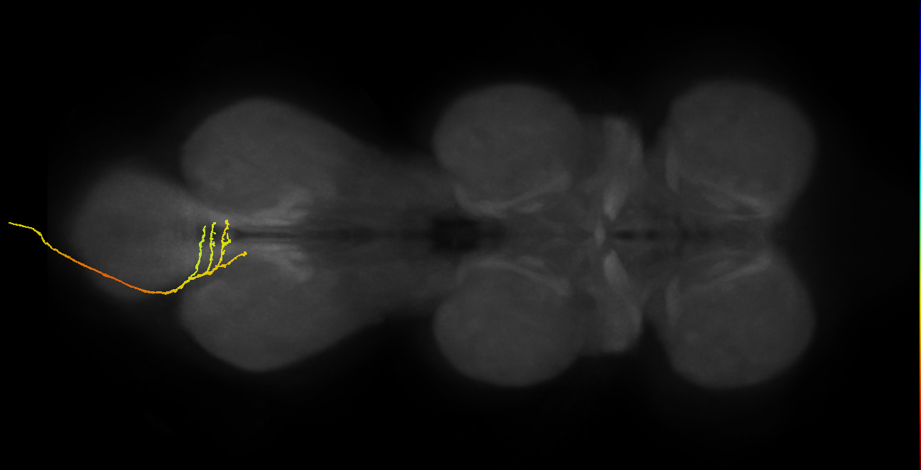 SNxx01_AbN4_L (MANC:153041)