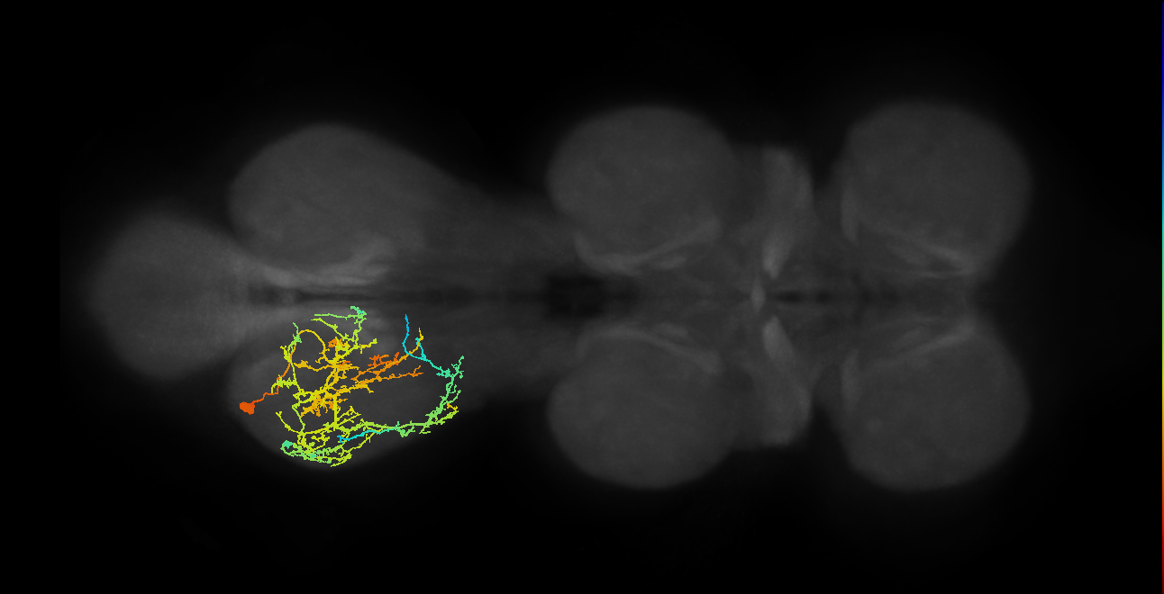 IN03A010_T3_L (MANC:153483)