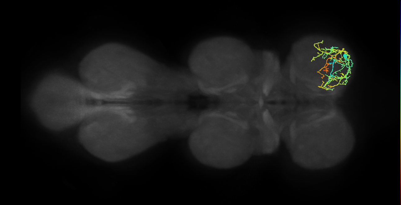 IN13A014_T1_R (MANC:153606)