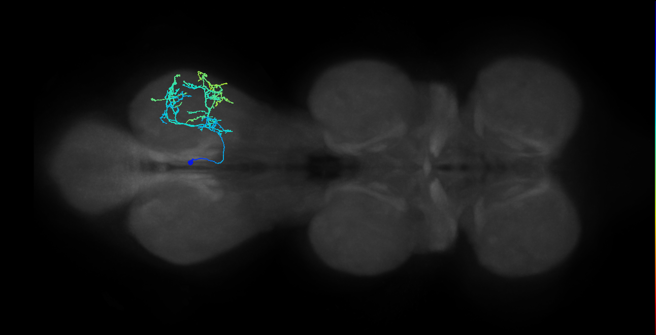 IN14A005_T3_L (MANC:153760)