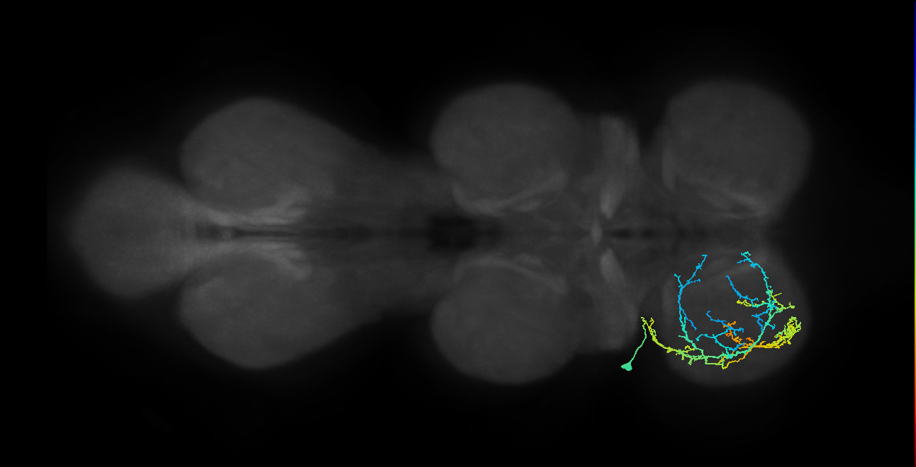IN03A007_T1_L (MANC:154269)