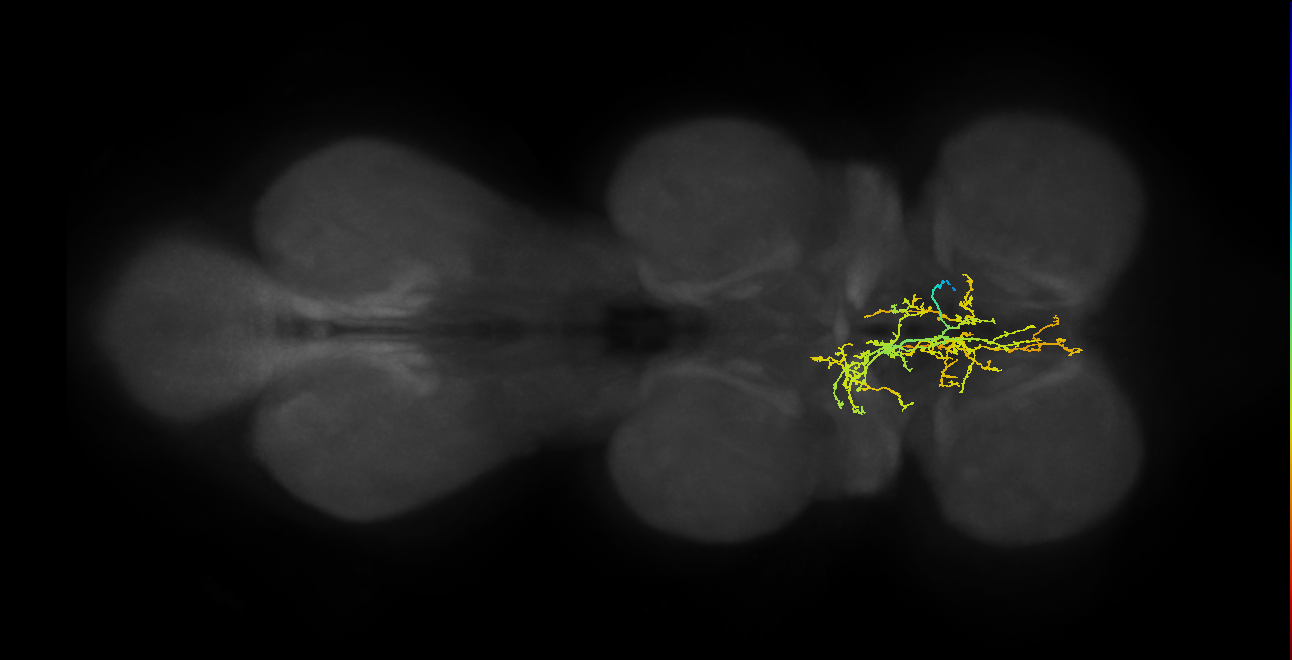 IN05B010_T1_R (MANC:154369)