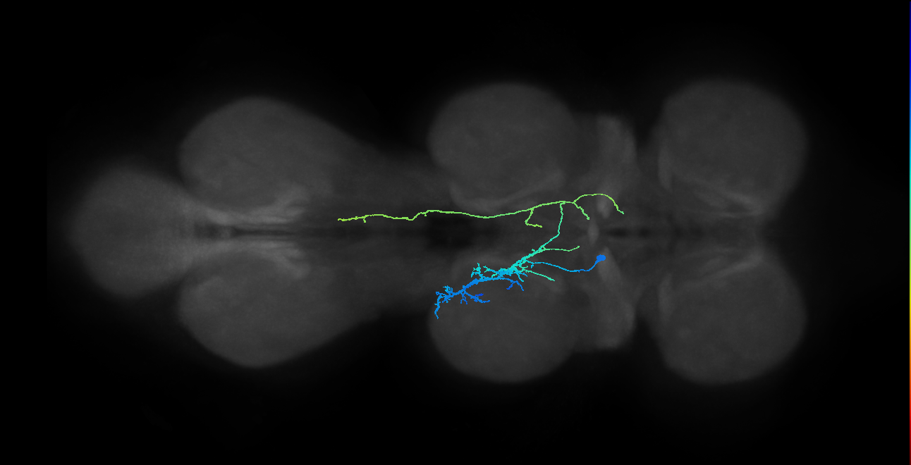 IN10B007_T2_L (MANC:154433)