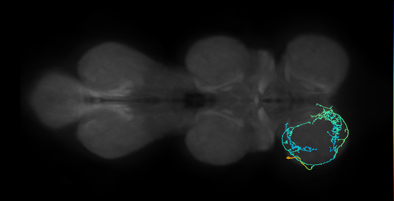 IN19A026_T1_L (MANC:154506)