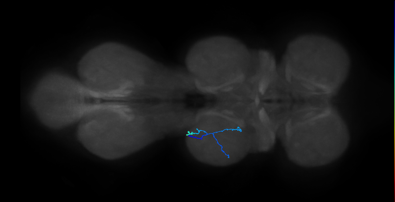 SNpp41_MesoLN_L (MANC:154516)