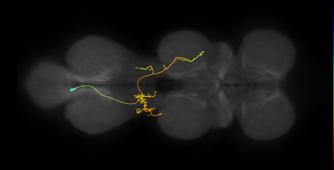 IN06A088_T3_L (MANC:154600)
