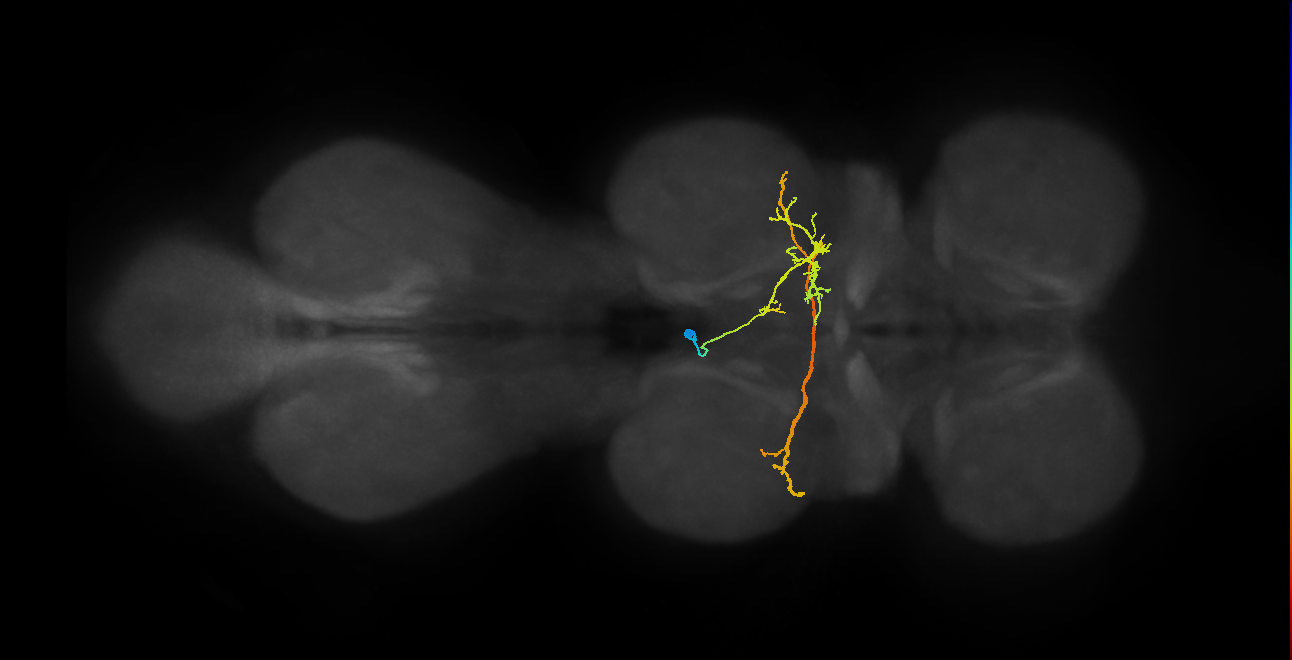 IN06B086_T2_L (MANC:154696)