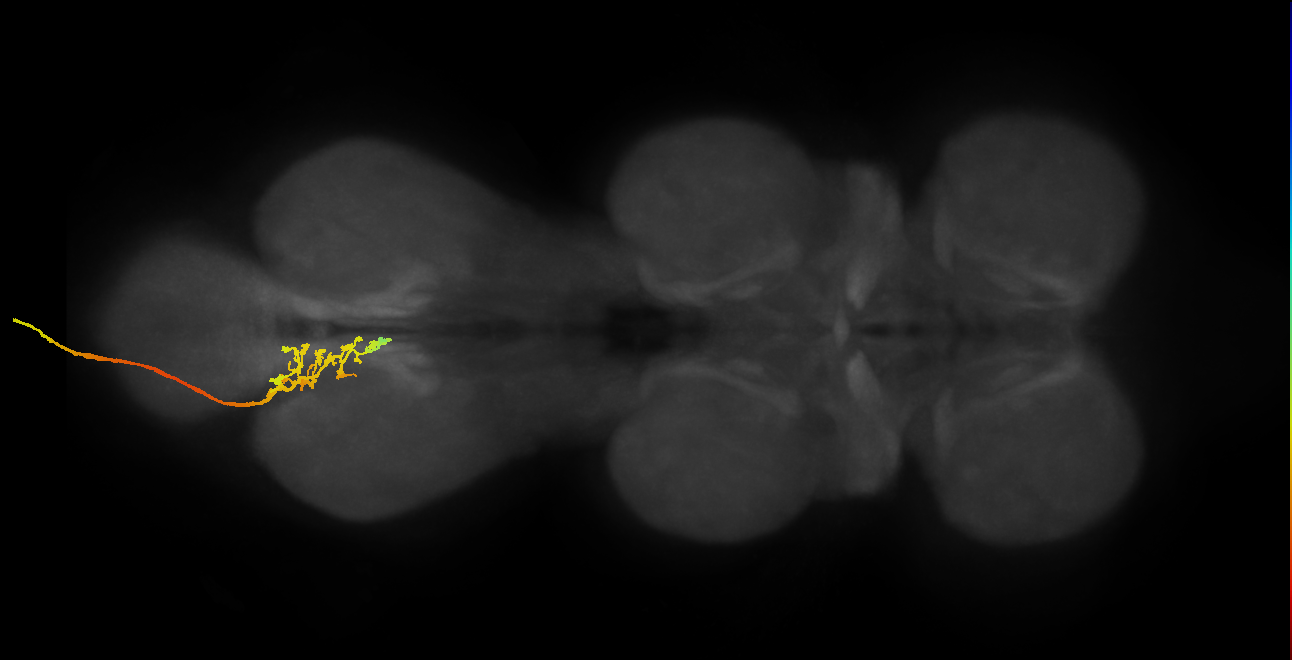 SNxx08_AbN4_L (MANC:154741)