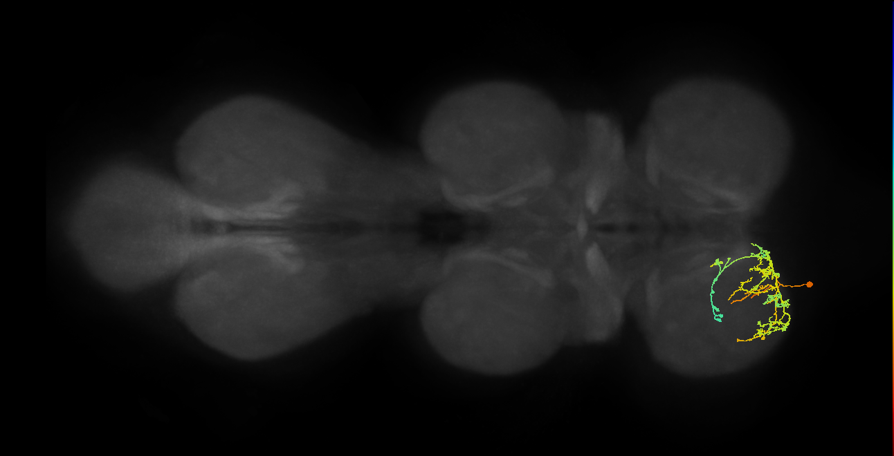 IN09A032_T1_L (MANC:154776)