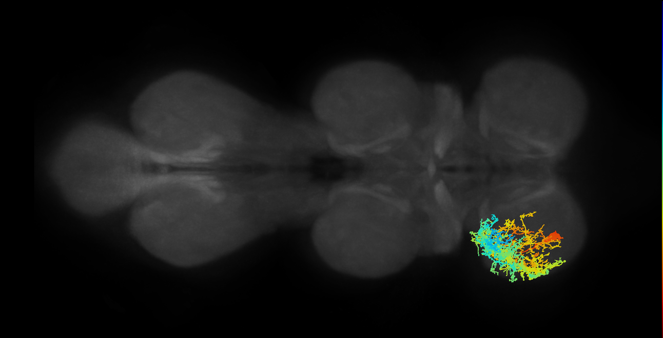 IN19A008_T1_L (MANC:154800)