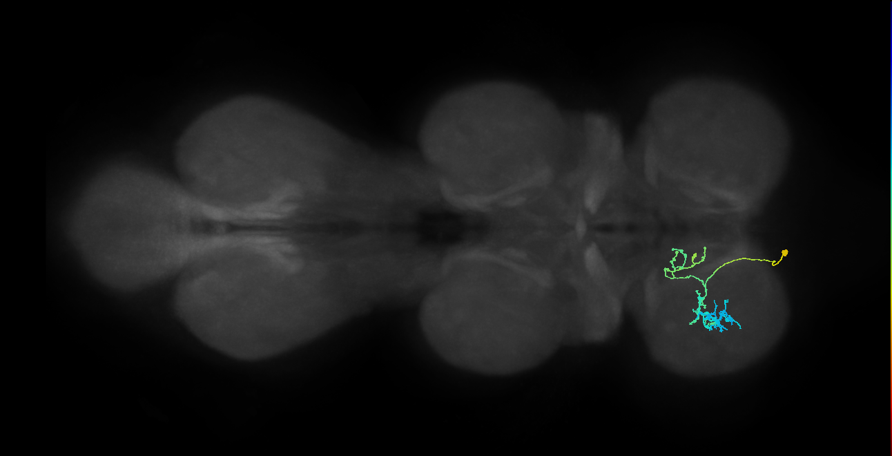 IN09A031_T1_L (MANC:155074)