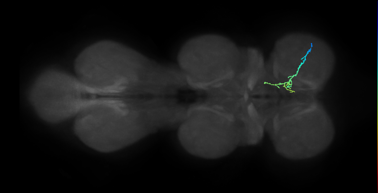 SNpp37_ProLN_R (MANC:155205)