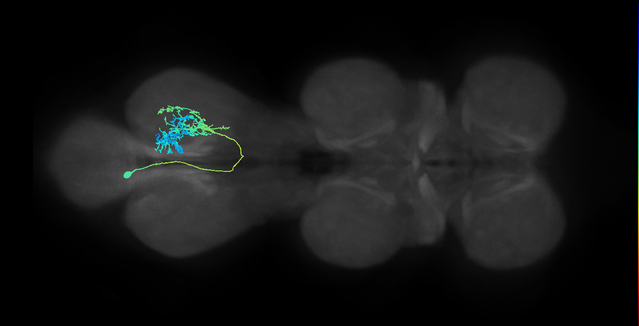 IN12B013_T3_L (MANC:155303)