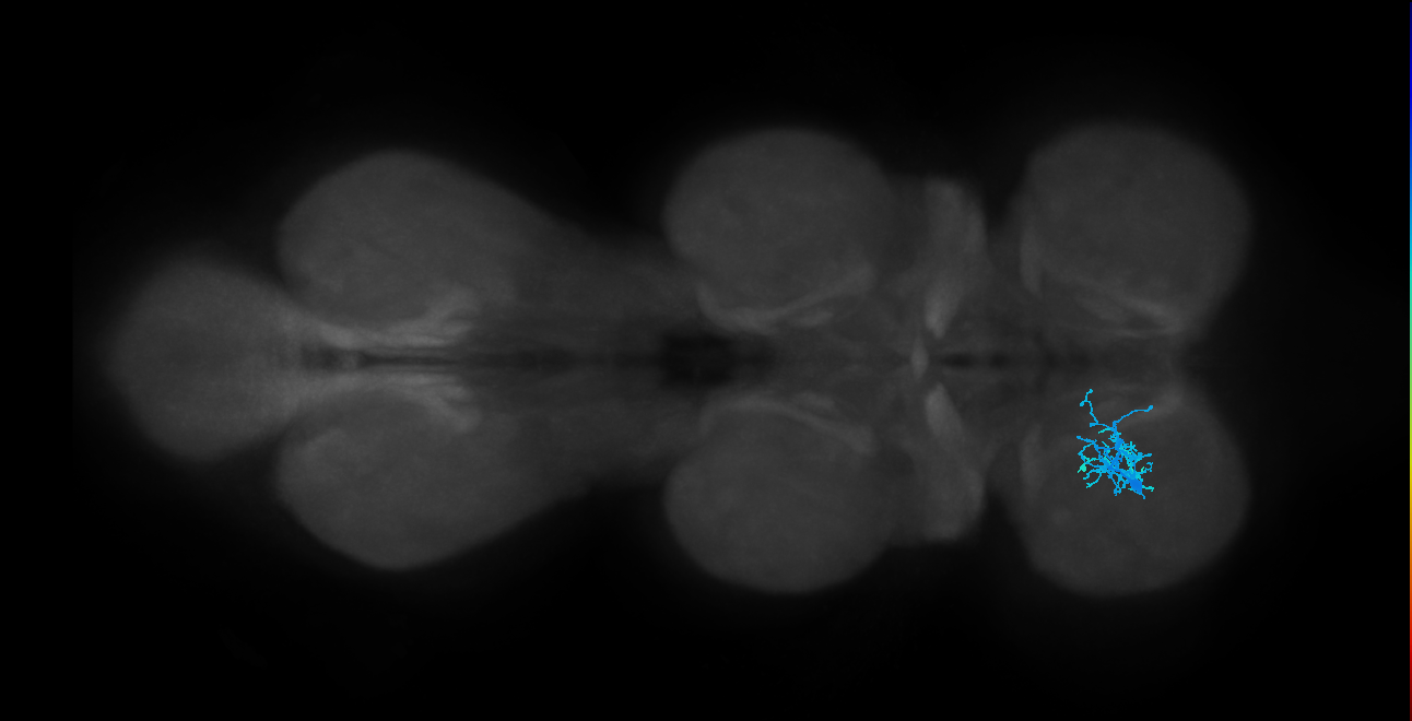 IN01B013_T1_L (MANC:155310)