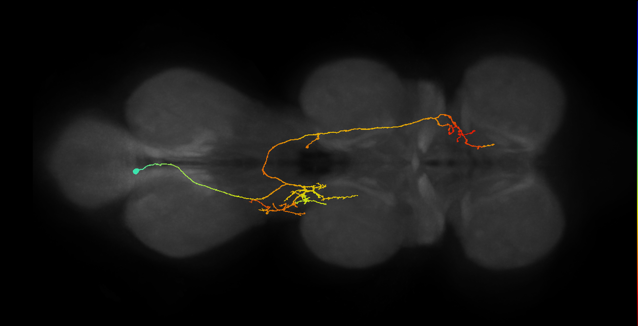 IN06A059_T3_L (MANC:155359)