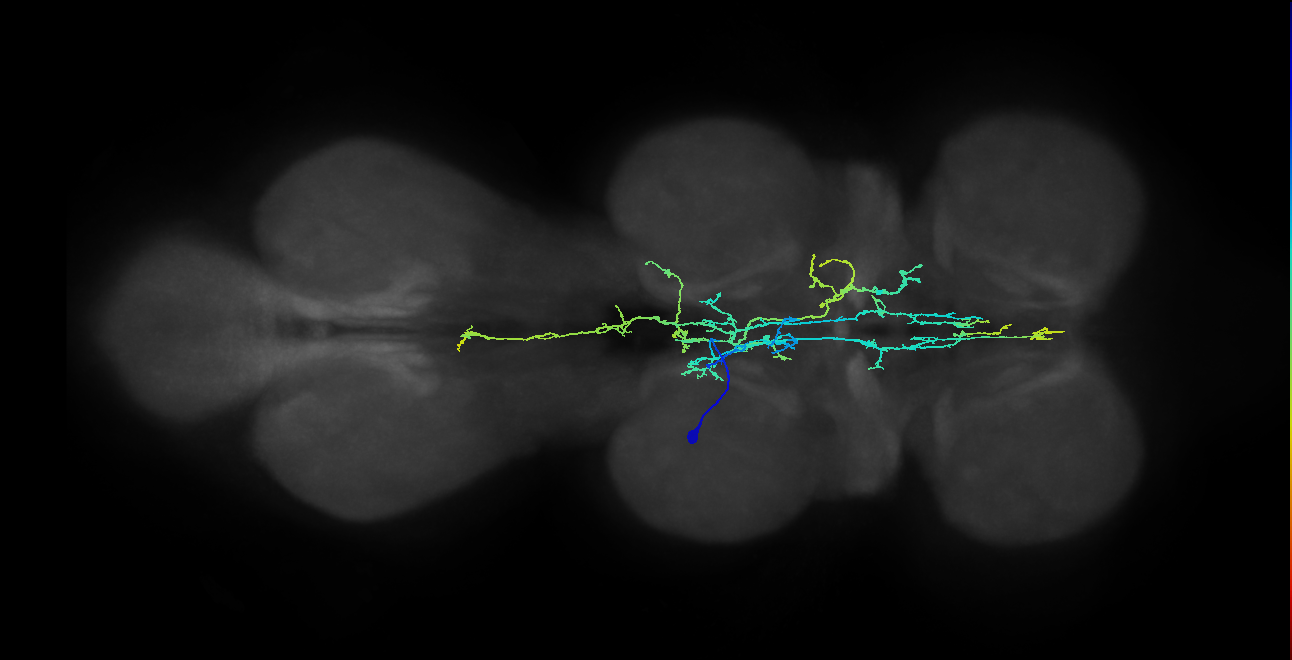 IN05B025_T2_L (MANC:155400)