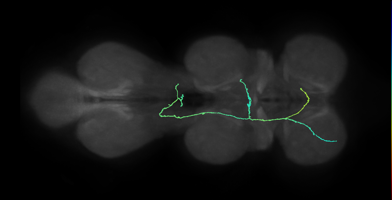 SNpp14_ProCN_L (MANC:155412)
