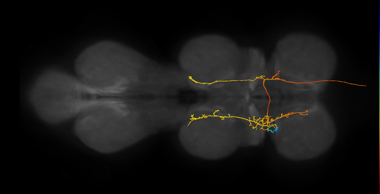 AN06A058_T1_L (MANC:155431)
