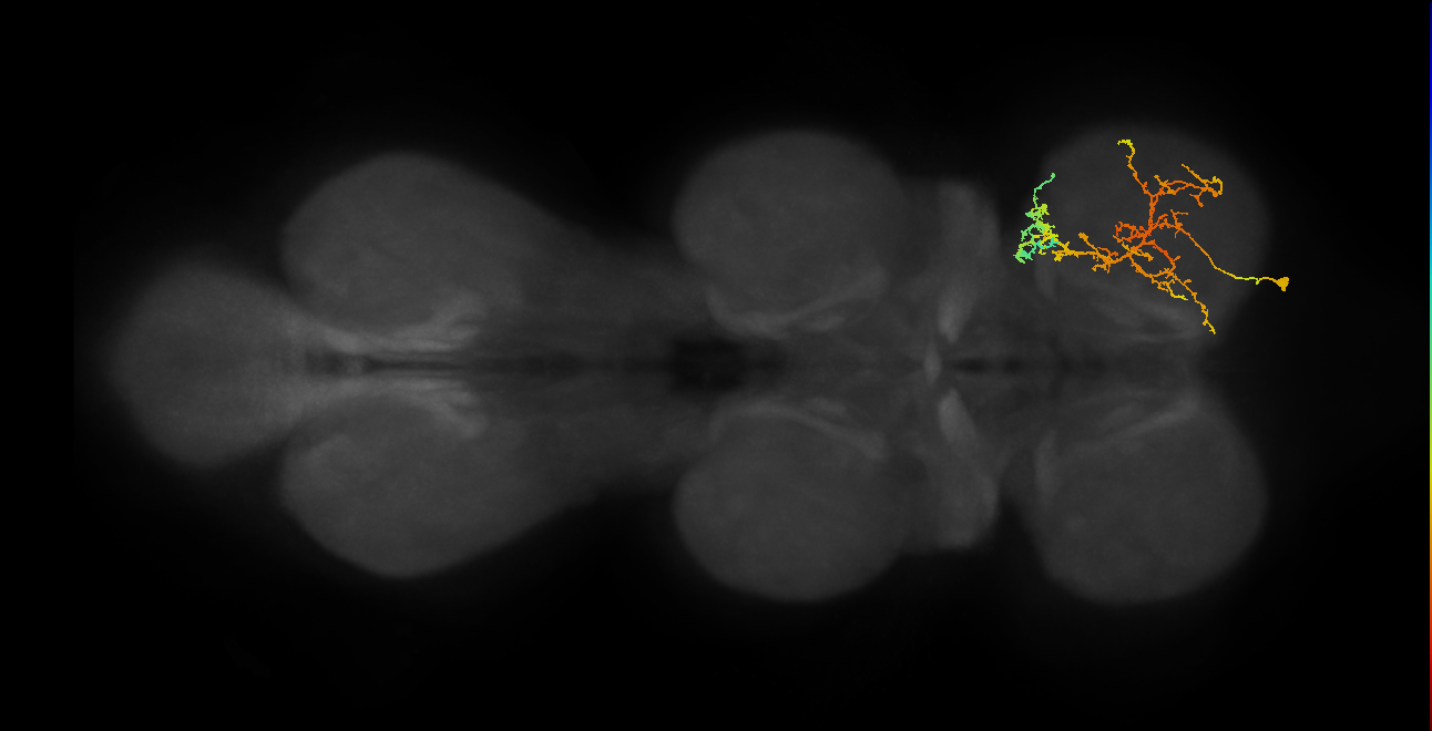 IN08A029_T1_R (MANC:155519)