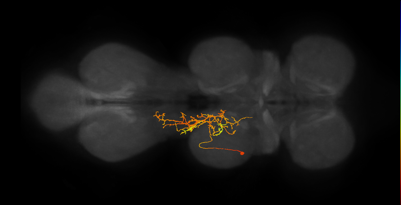 IN11B022_T2_L (MANC:155698)
