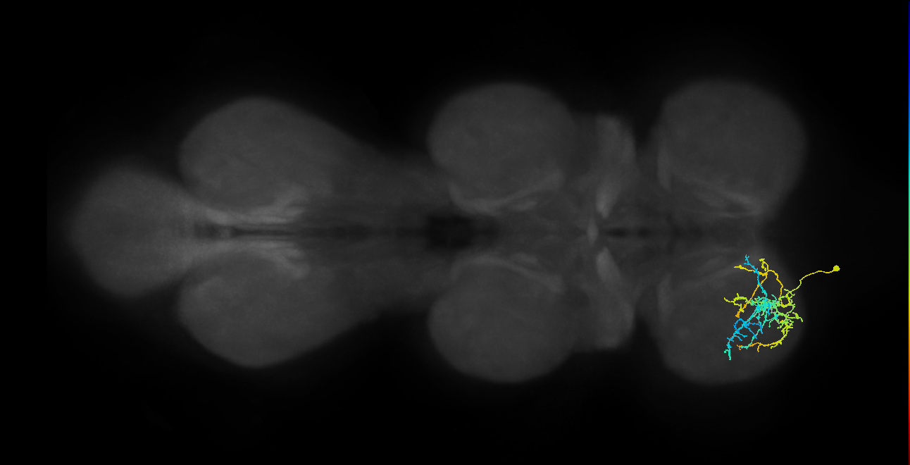 IN16B021_T1_L (MANC:155804)