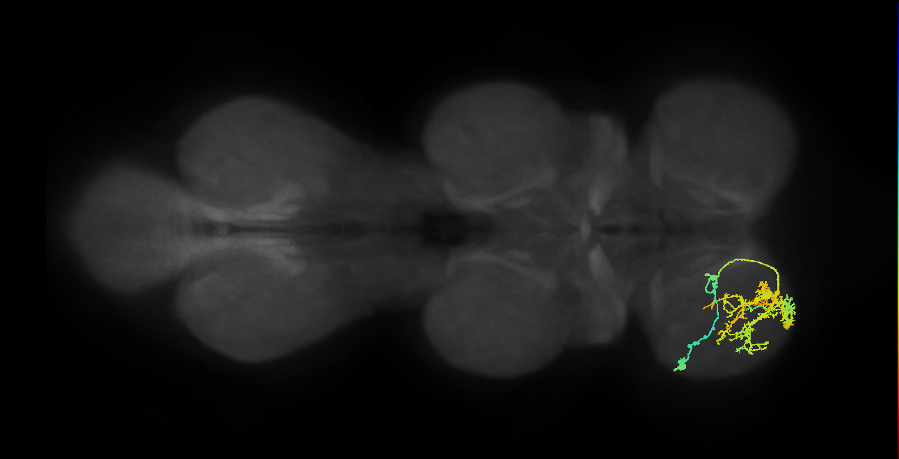 IN09A014_T1_L (MANC:156326)