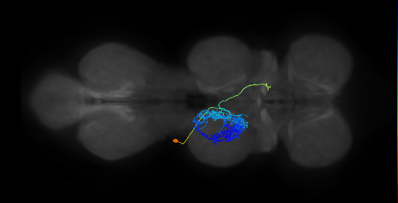 IN23B007_T2_L (MANC:156363)