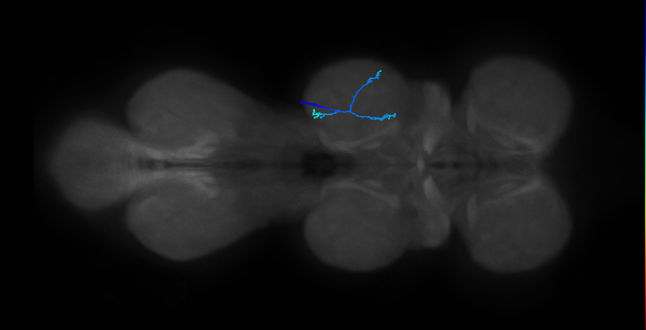SNpp41_MesoLN_R (MANC:156566)