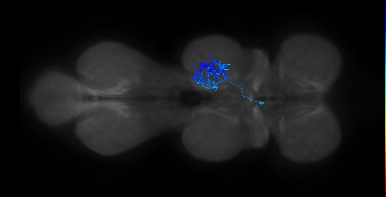 IN14A008_T2_L (MANC:156597)